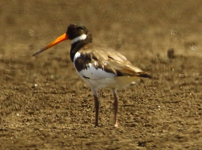 Eurasian Oystercatcher - ML618542398