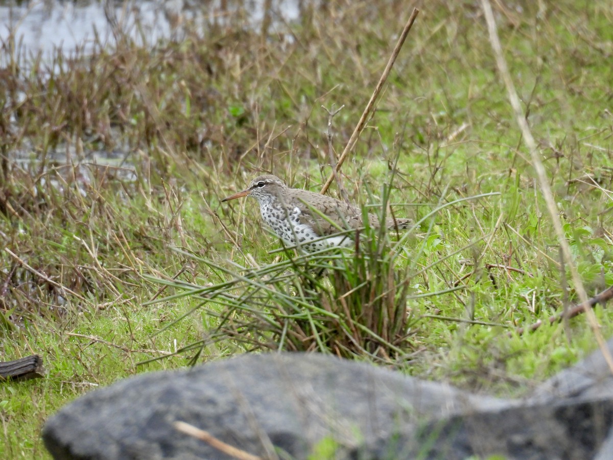 Spotted Sandpiper - Kakapo ^-^