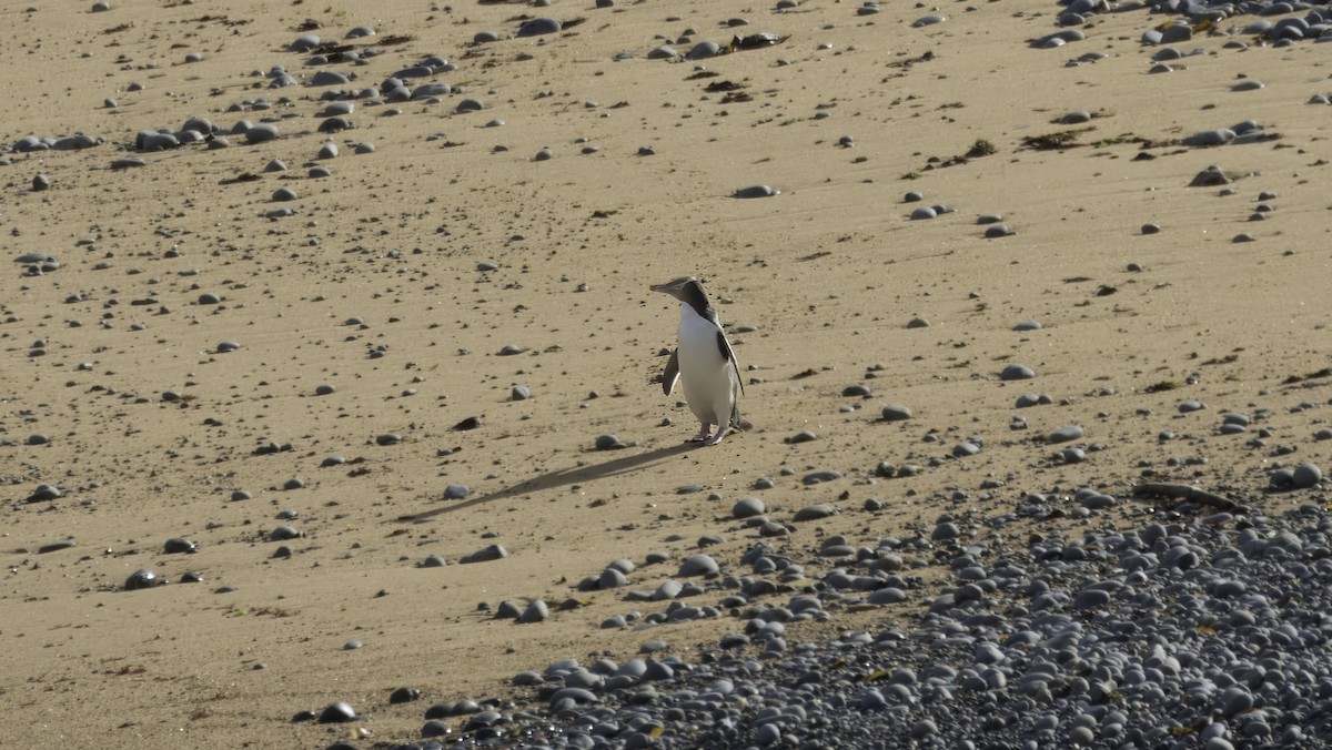 Yellow-eyed Penguin - ML618542427