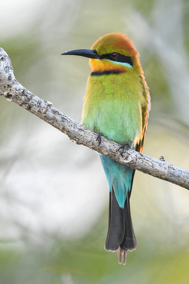 Rainbow Bee-eater - ML618542432