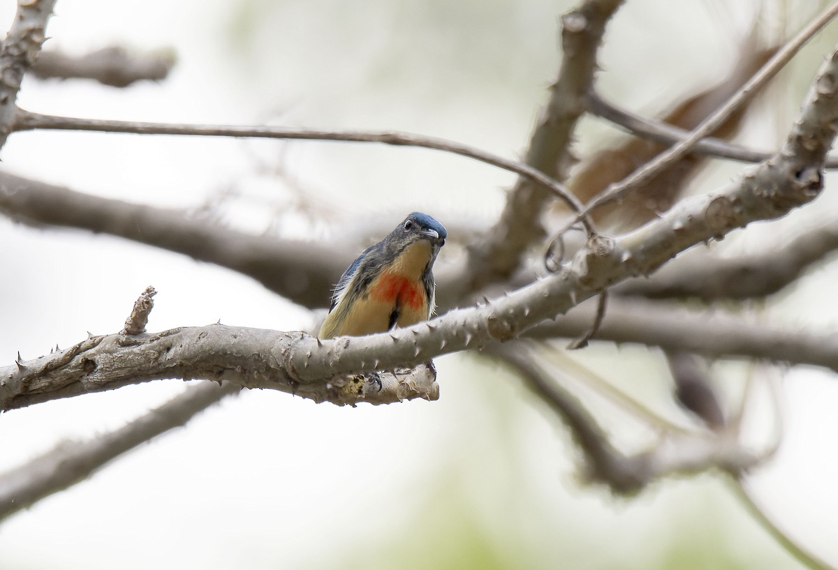 Fire-breasted Flowerpecker - Antonio Ceballos Barbancho