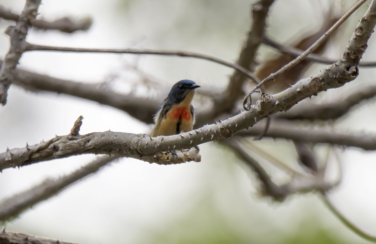 Fire-breasted Flowerpecker - Antonio Ceballos Barbancho