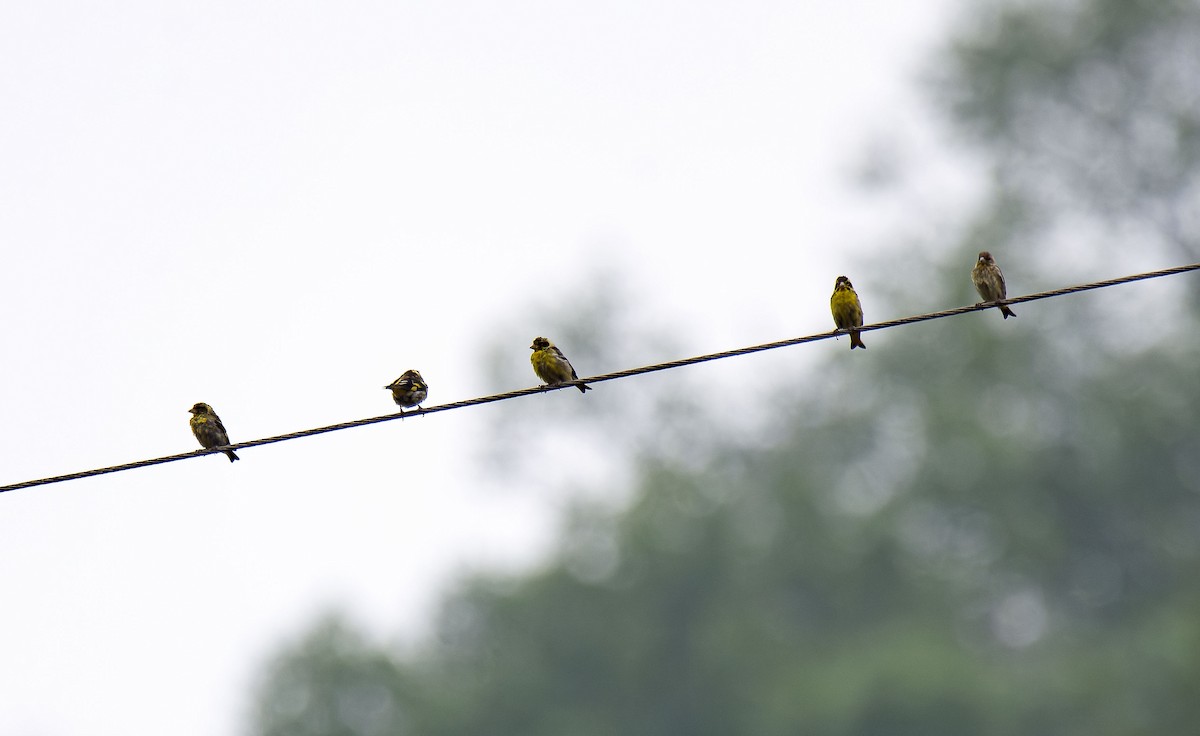 Yellow-breasted Greenfinch - ML618542469