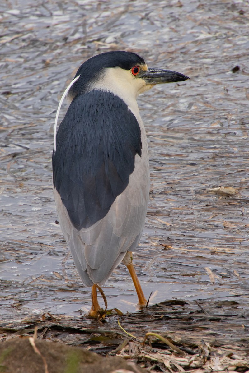 Black-crowned Night Heron - ML618542481