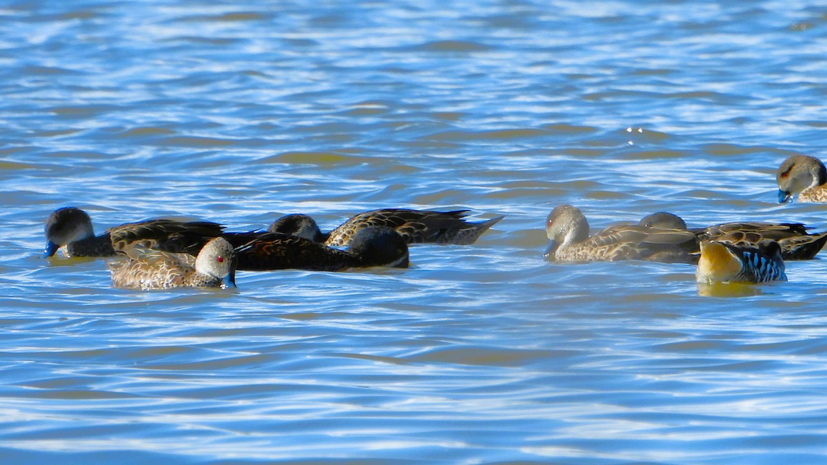 Australasian Shoveler - Leonie Beaulieu