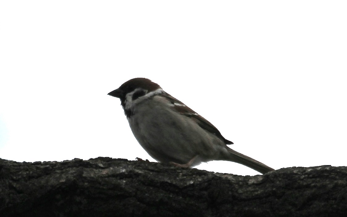 Eurasian Tree Sparrow - Anonymous