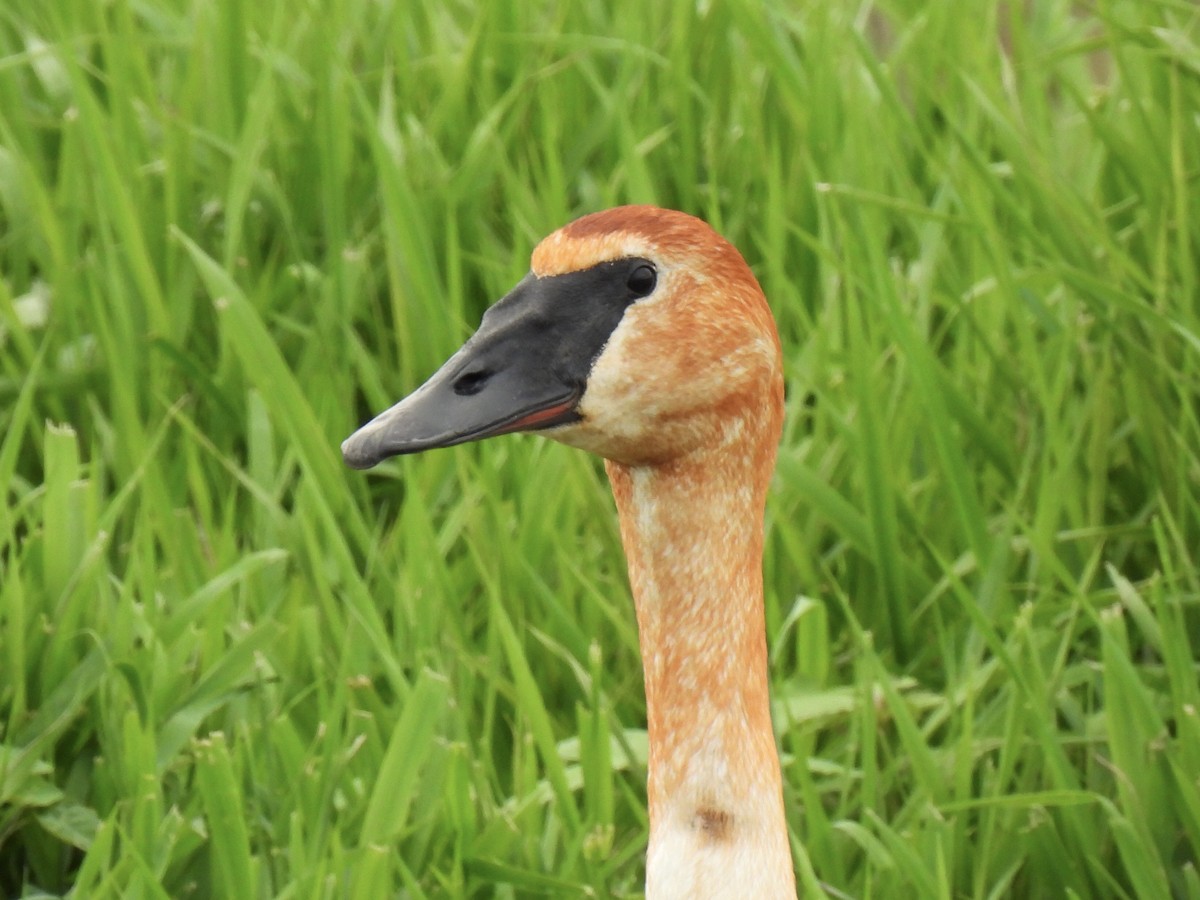 Trumpeter Swan - Jana Singletary