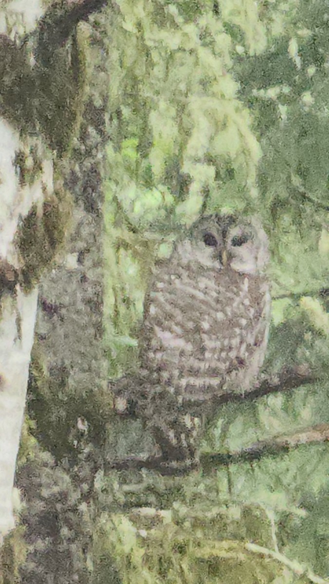 Barred Owl - Eric Evans