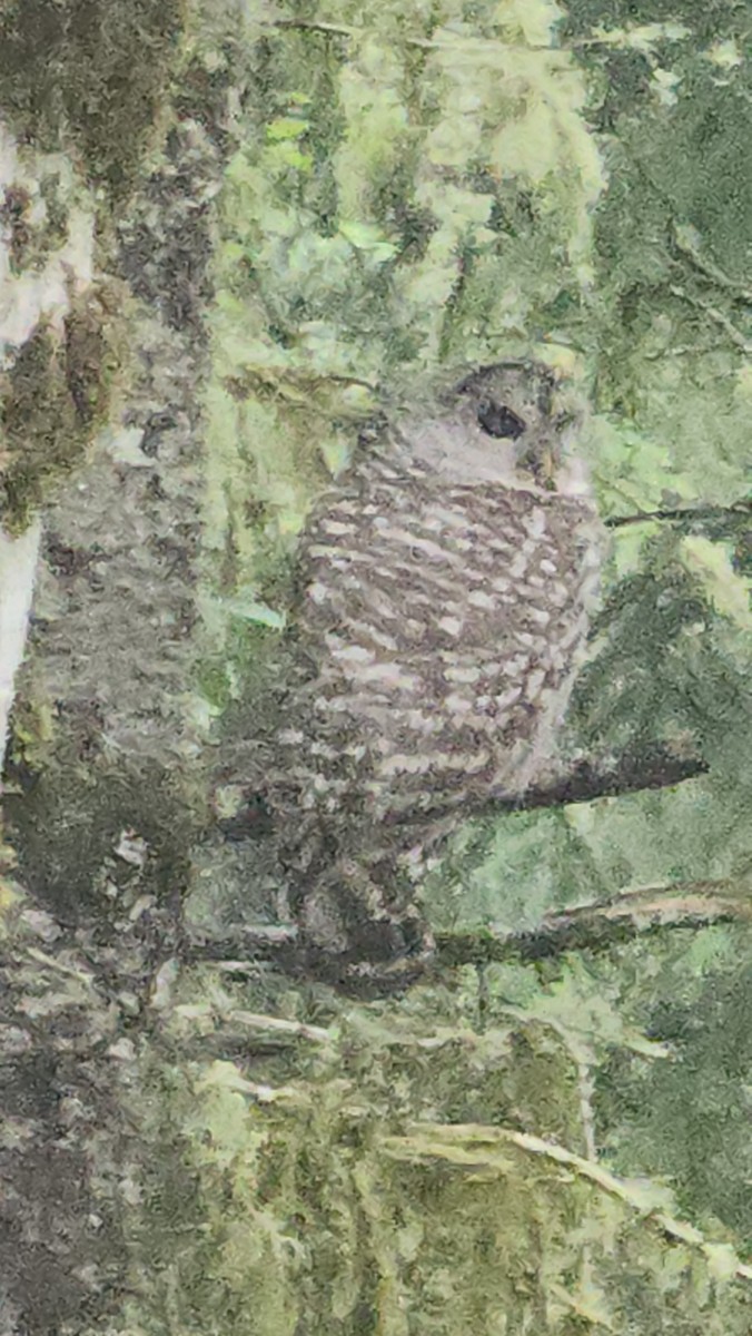 Barred Owl - Eric Evans