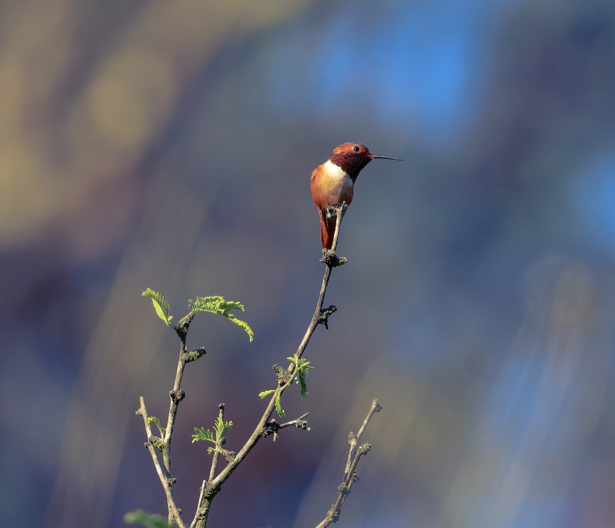 Rufous/Allen's Hummingbird - ML618542533