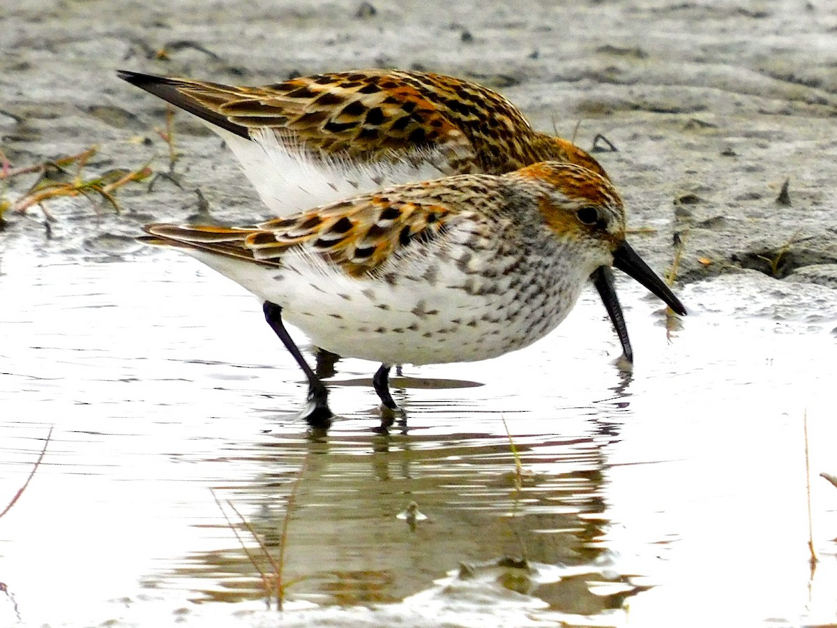 Western Sandpiper - Dan Bilderback