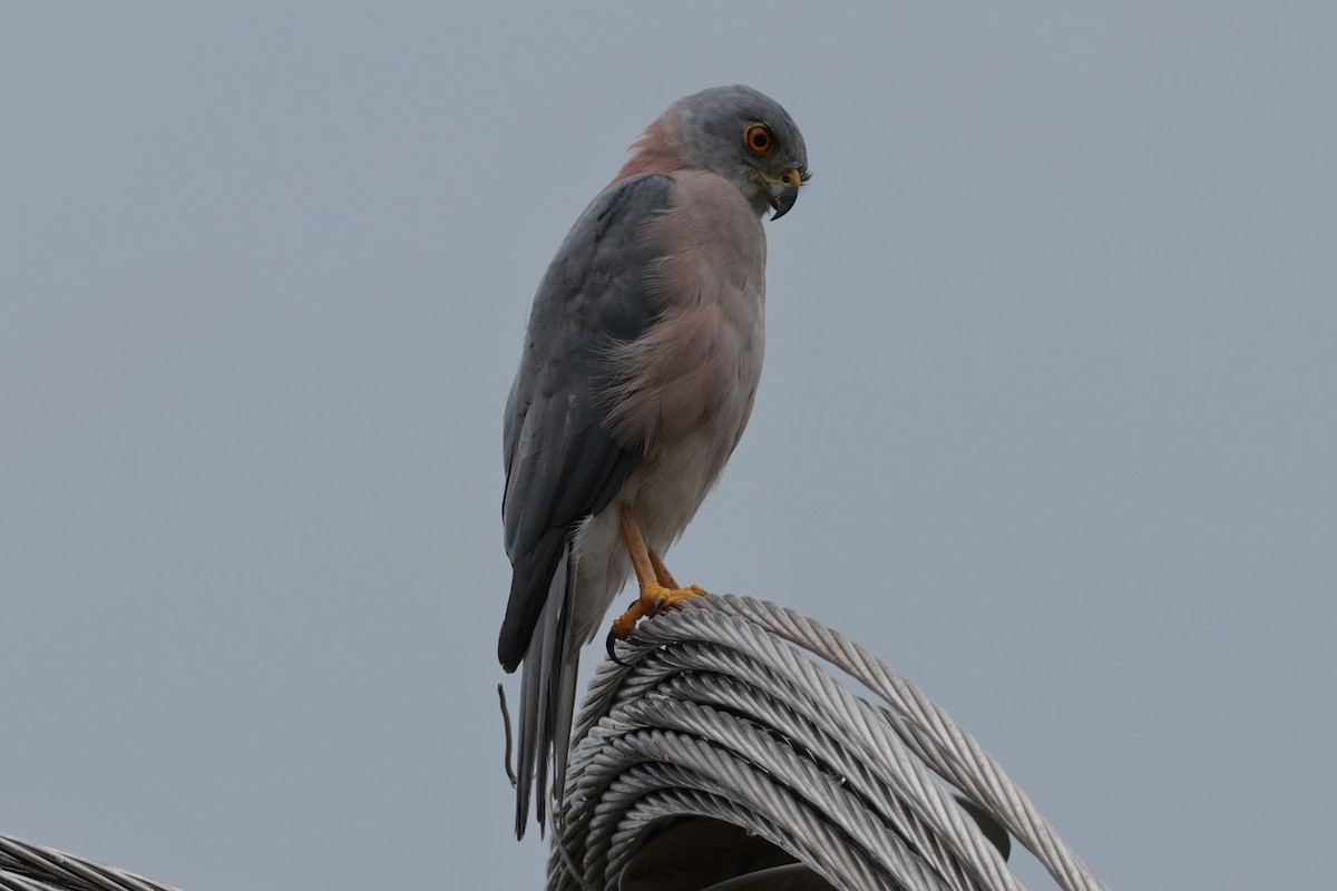 Fiji Goshawk - ML618542571