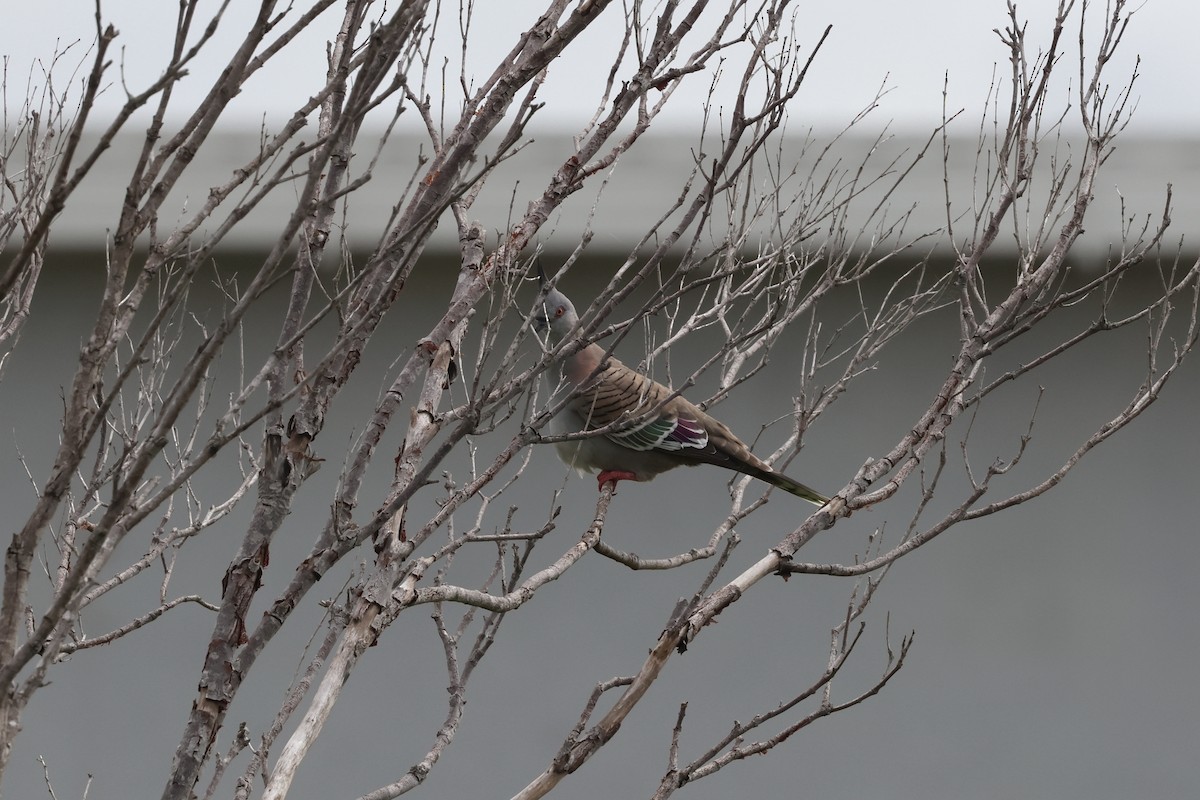 Crested Pigeon - Dennis Devers