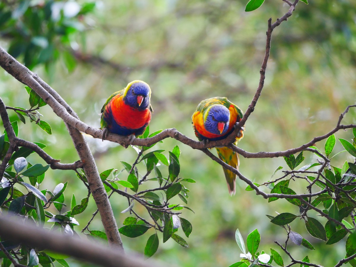 Rainbow Lorikeet - ML618542580