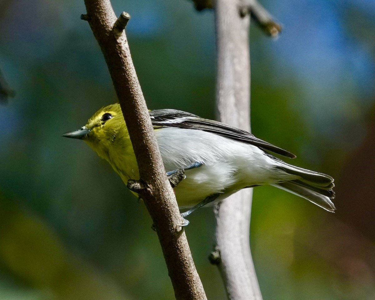 Yellow-throated Vireo - ML618542591