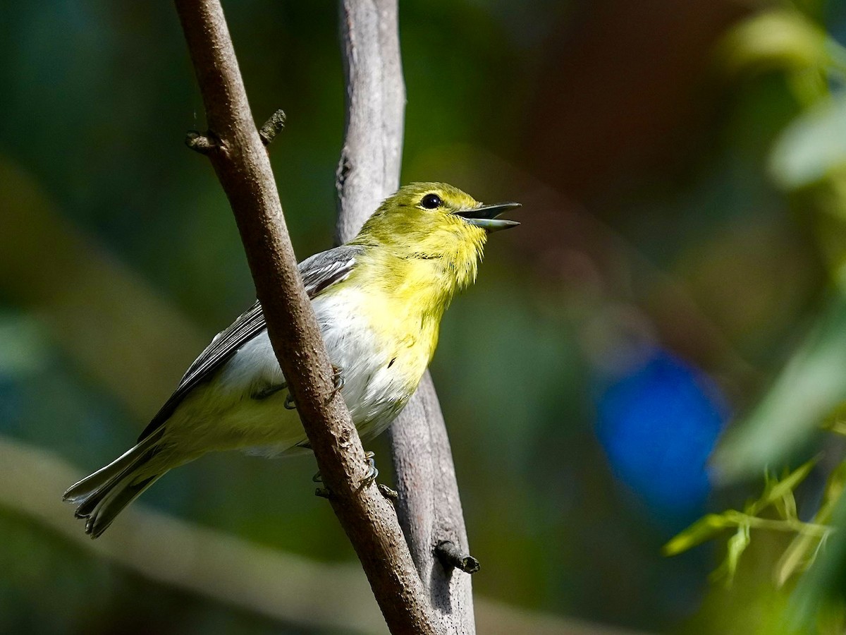 Yellow-throated Vireo - Don Hoechlin