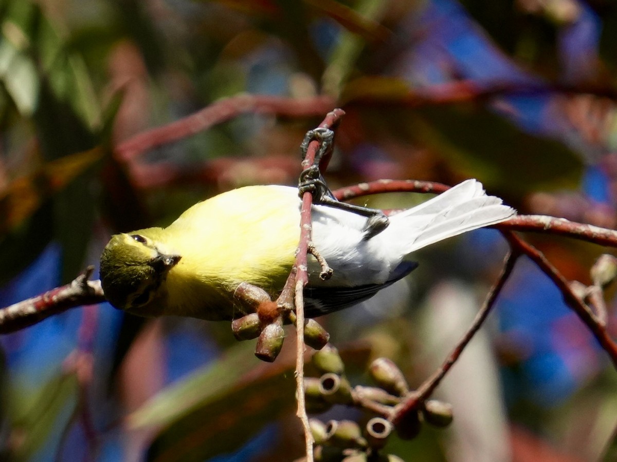 Gelbkehlvireo - ML618542597