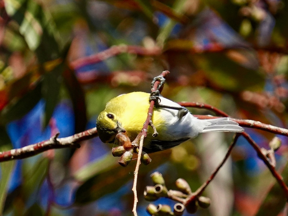 Viréo à gorge jaune - ML618542599