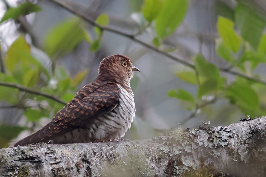 Himalayan Cuckoo - ML618542602