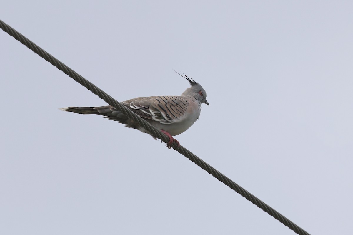 Crested Pigeon - Dennis Devers