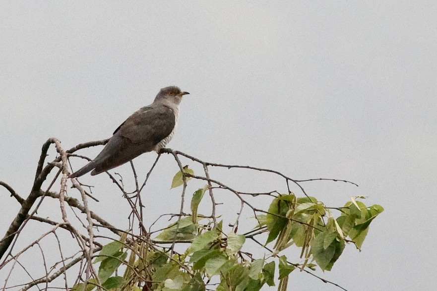 Common Cuckoo - ML618542605