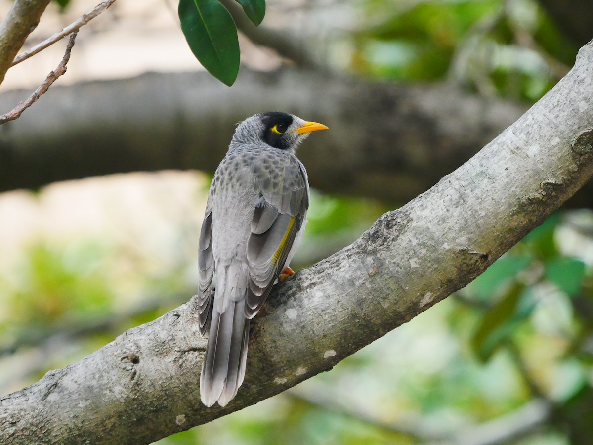 Noisy Miner - ML618542613