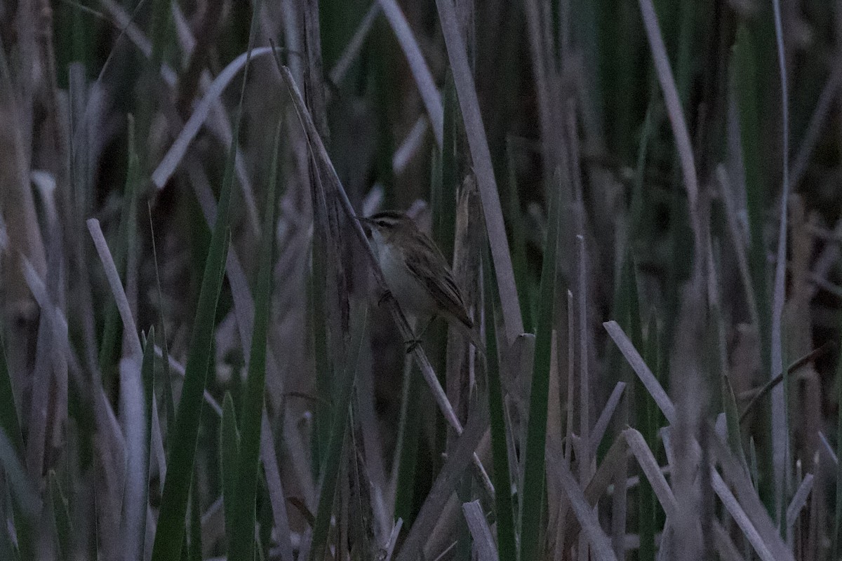 Sedge Warbler - Thomas Doebel