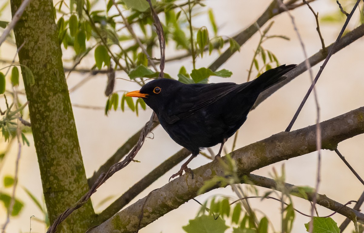 Eurasian Blackbird - Elia Gasparini