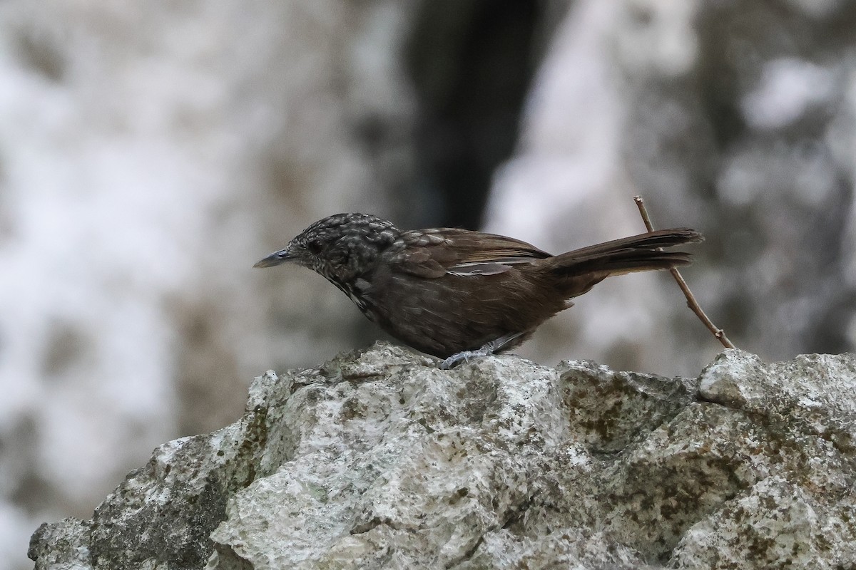 Annam Limestone Babbler - Krit Adirek