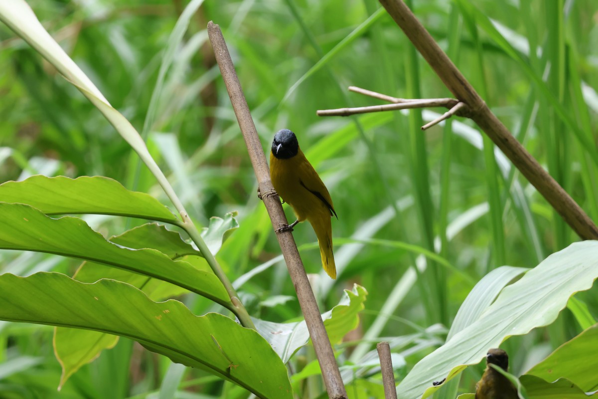 Black-headed Bulbul - Krit Adirek