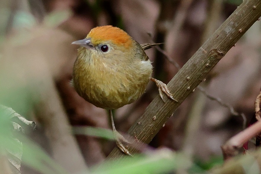 Rufous-capped Babbler - Manjusha Savant