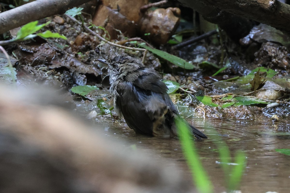 Baikal Bush Warbler - ML618542686