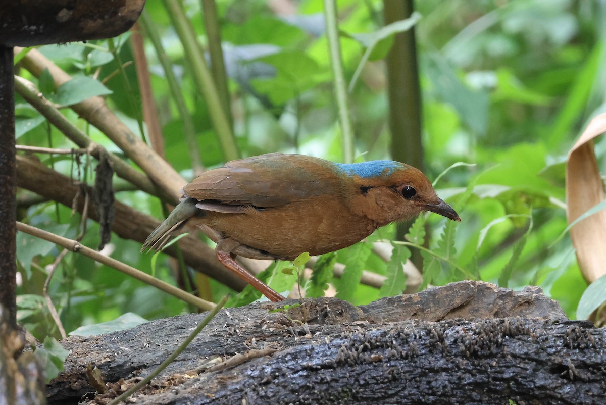 blånakkepitta - ML618542691