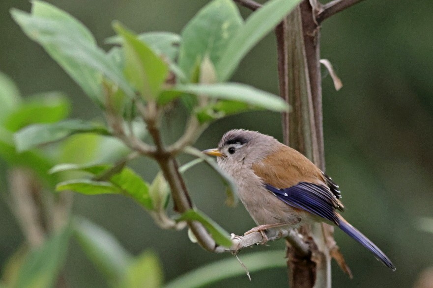 Blue-winged Minla - Manjusha Savant