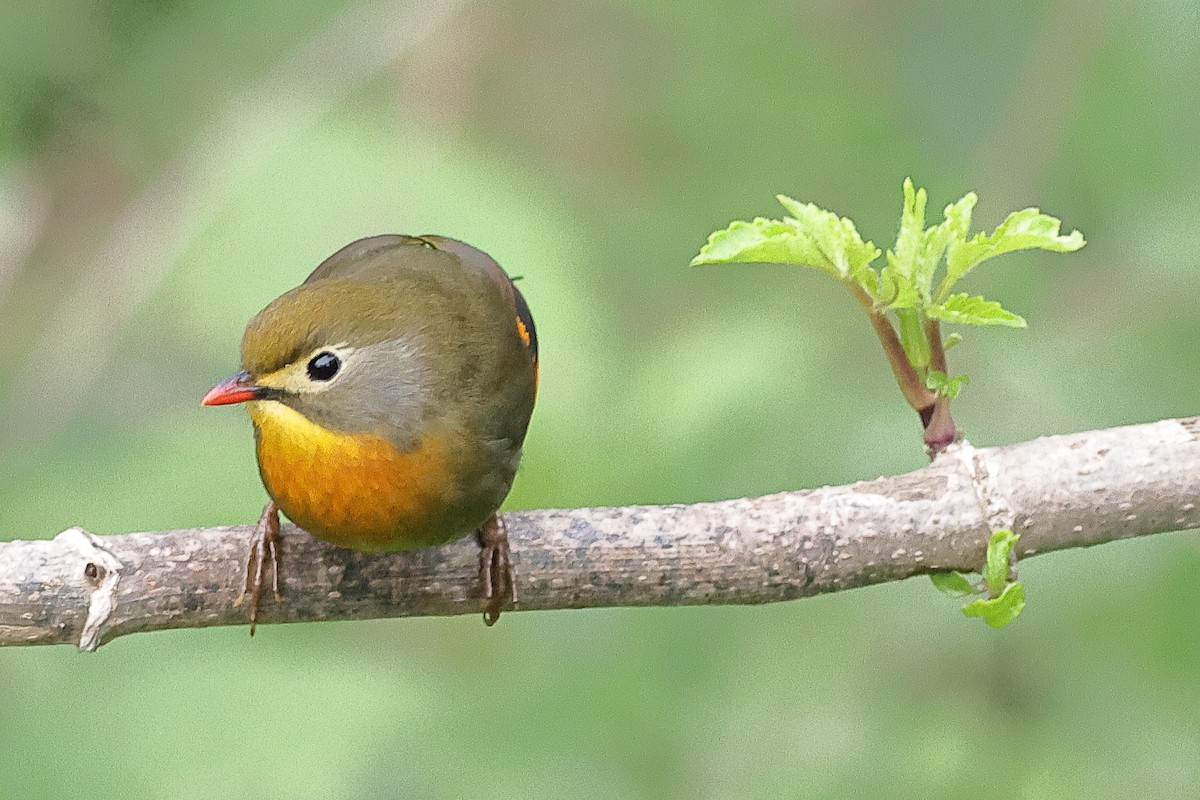 Red-billed Leiothrix - ML618542704