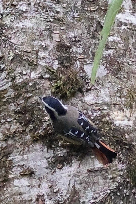 Red-tailed Minla - Manjusha Savant