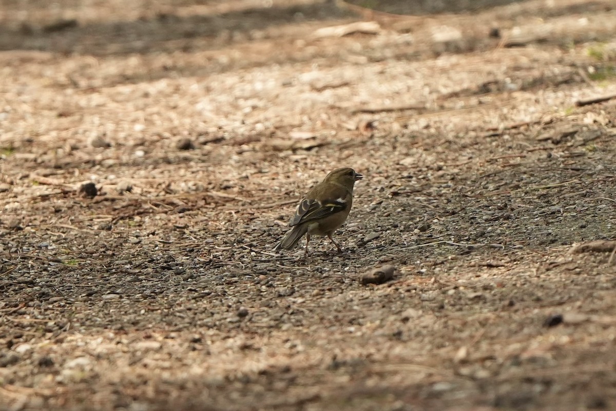 Common Chaffinch - ML618542718