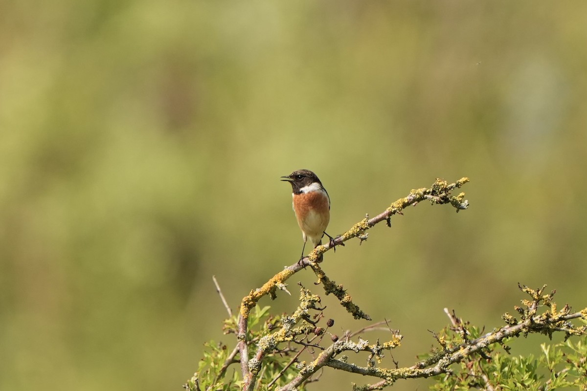 European Stonechat - ML618542722