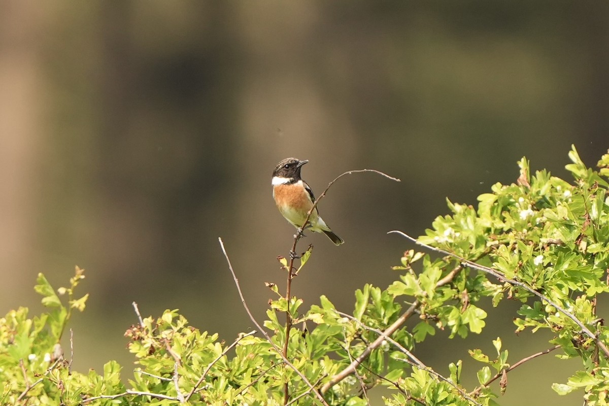 European Stonechat - ML618542727