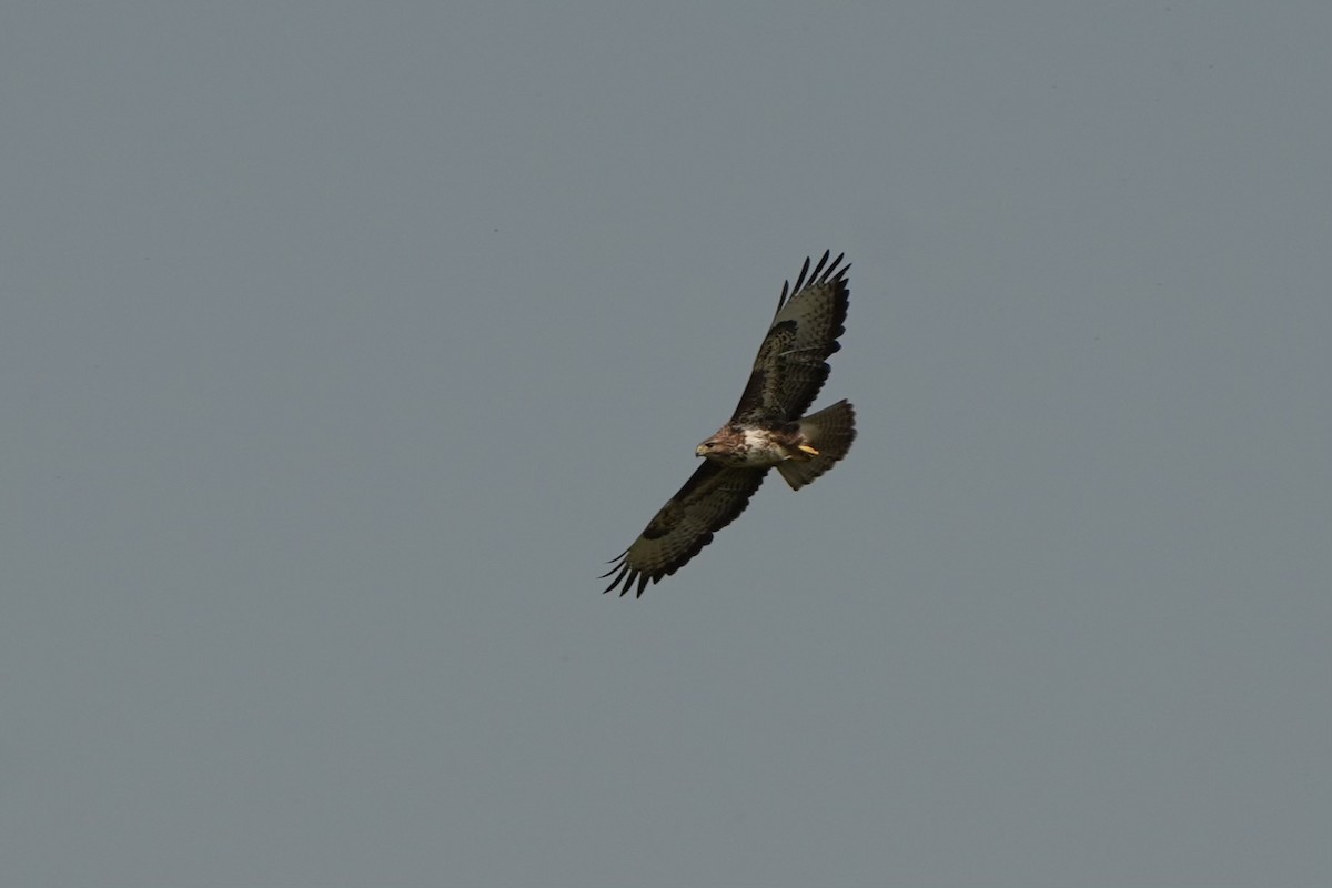 Common Buzzard - ML618542735