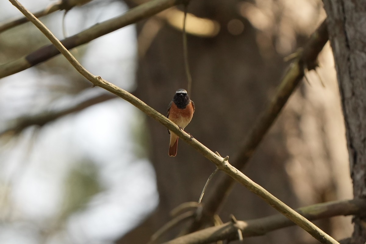 Common Redstart - ML618542741