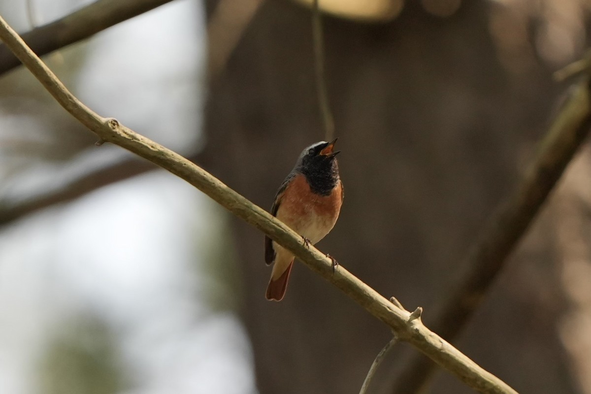 Common Redstart - ML618542744