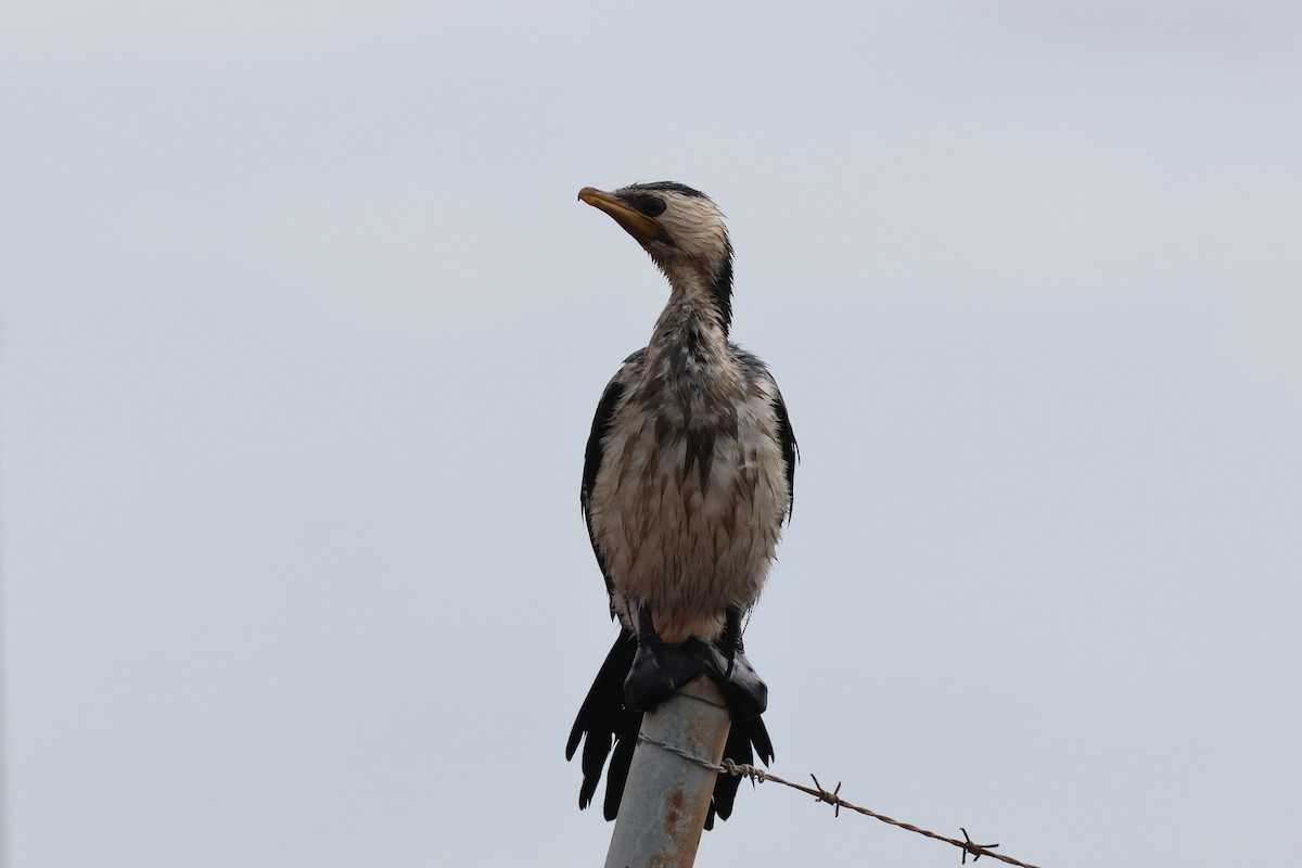 Little Pied Cormorant - Dennis Devers