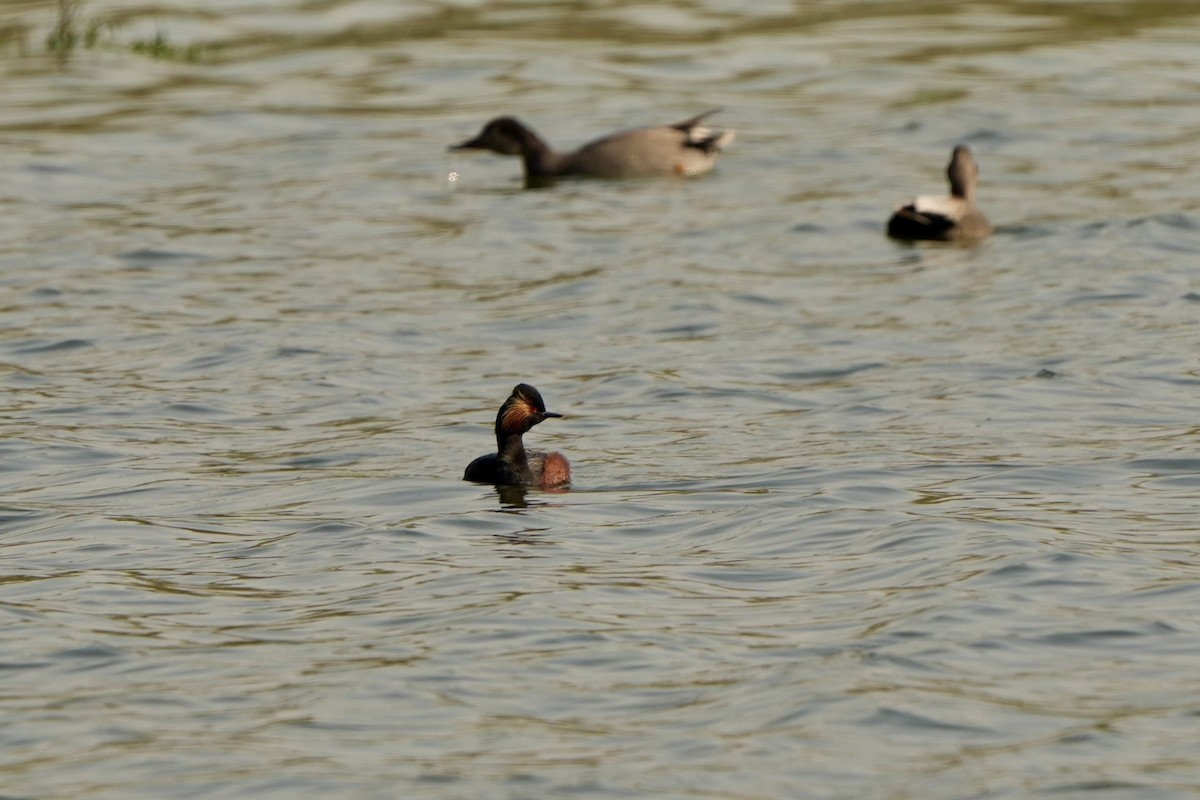 Eared Grebe - ML618542754