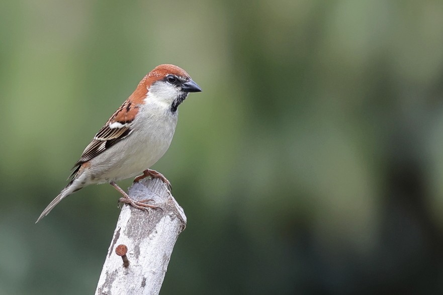Russet Sparrow - Manjusha Savant
