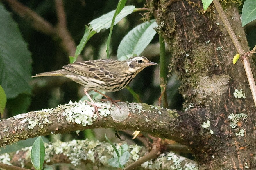 Pipit à dos olive - ML618542763