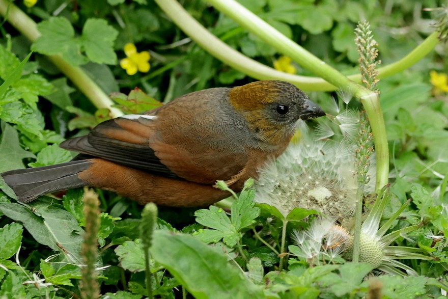 Gold-naped Finch - ML618542767