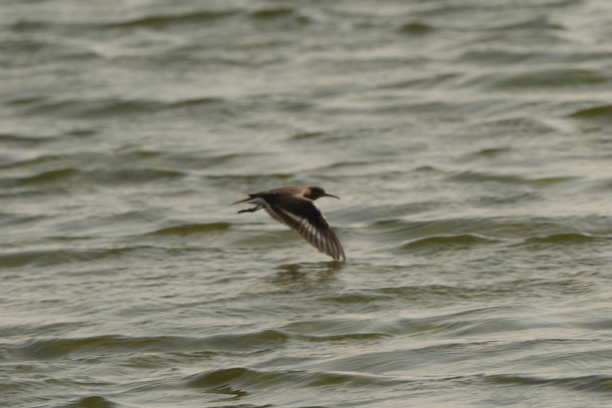 Common Sandpiper - Willem Van Bergen