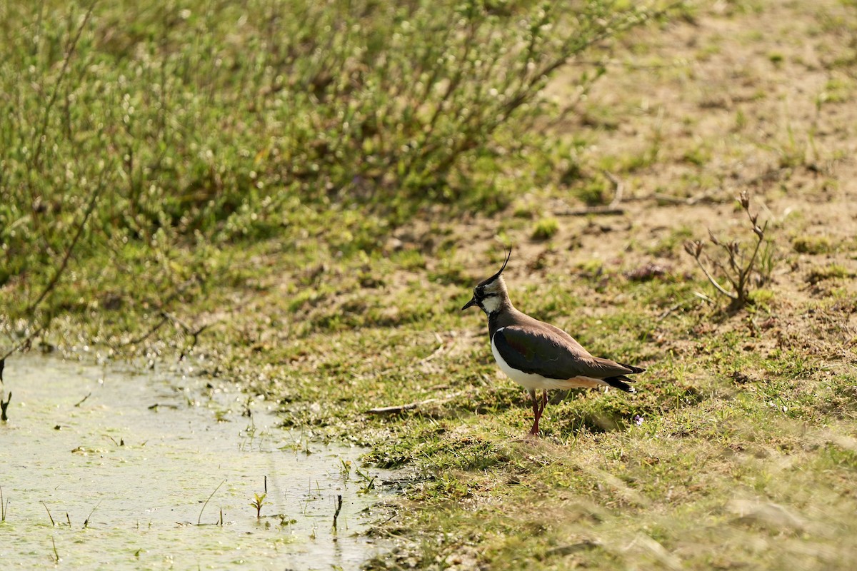 Northern Lapwing - ML618542773