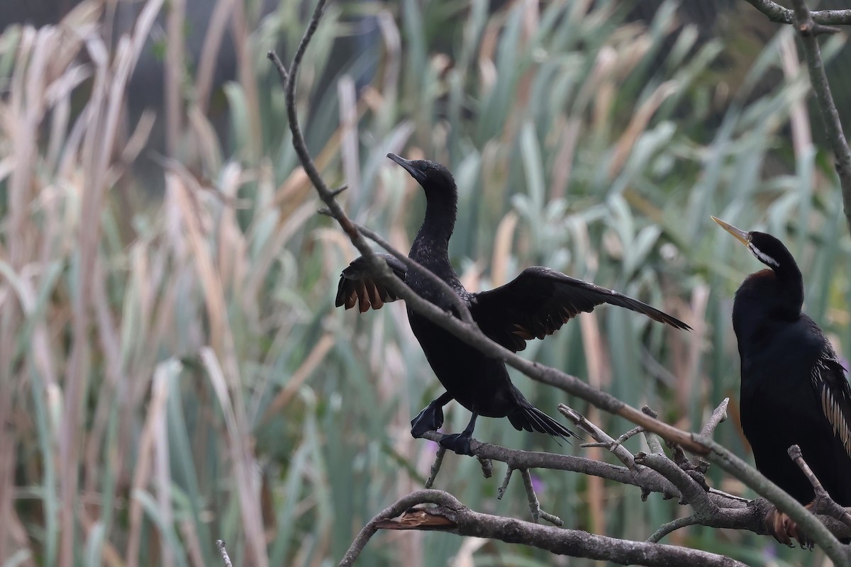 Little Black Cormorant - Dennis Devers